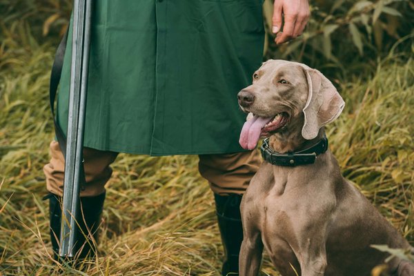 Assurance chien de chasse : protegez votre compagnon de chasse